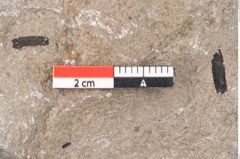 Foto (Detailansicht) von Plantae indet.  (NHMW-GEO-2024-0188-6685)